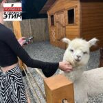 Shalom Friends Ваш шанс найти еврейскую пару для серьезных отношений