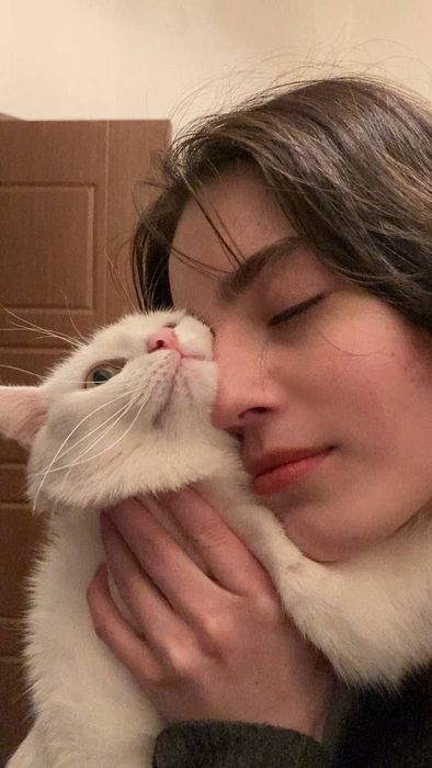 Hi Cat сайт для общения с кошатниками и поиска друзей по интересам фото